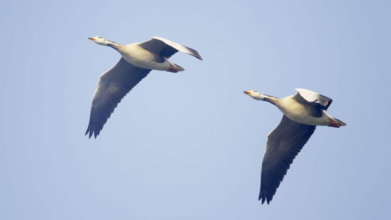 Bar-Headed Goose - In flight