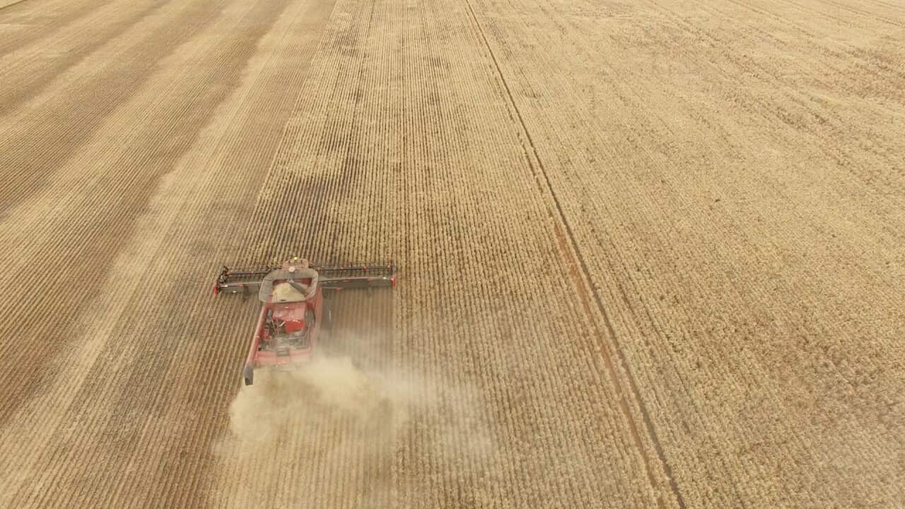 Tractor harvesting wheat in Narramine Station in Central NSW.