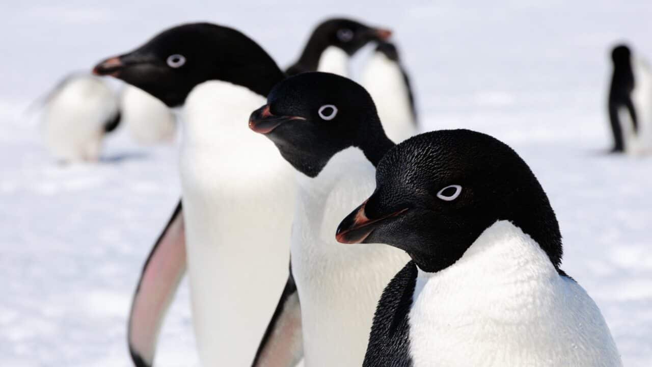 Adelie penguins in Australia's Antarctic territory