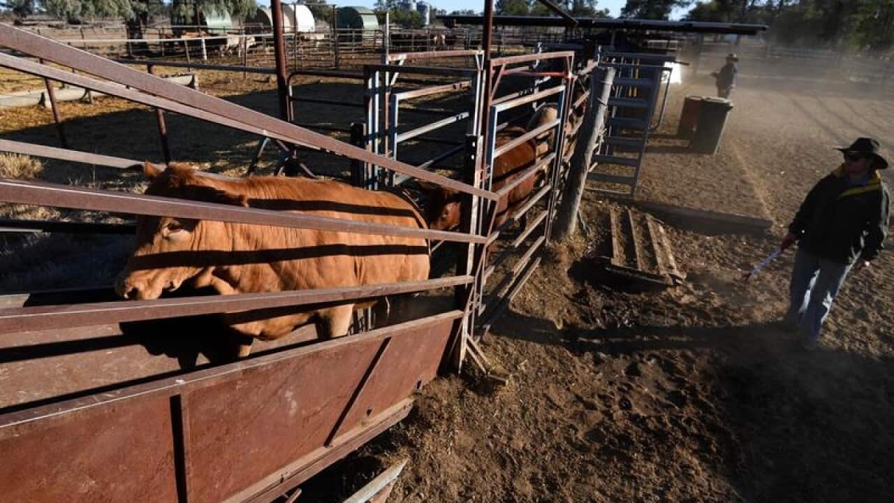 Jason Cookson loads cattle onto a truck headed to an abattoir