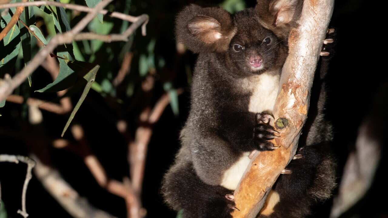 Greater Gliders