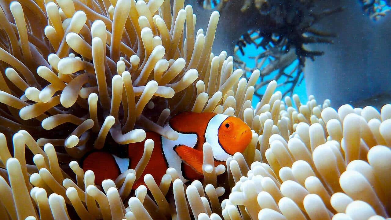 Fish and the coral in the great barrier reef