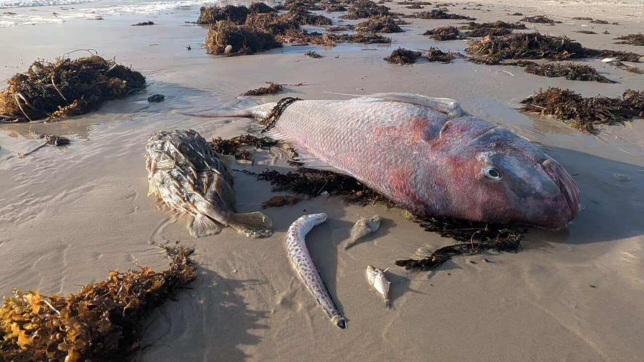 A massive, unstoppable, toxic algal bloom has turned SA beaches into marine graveyards (AAP)