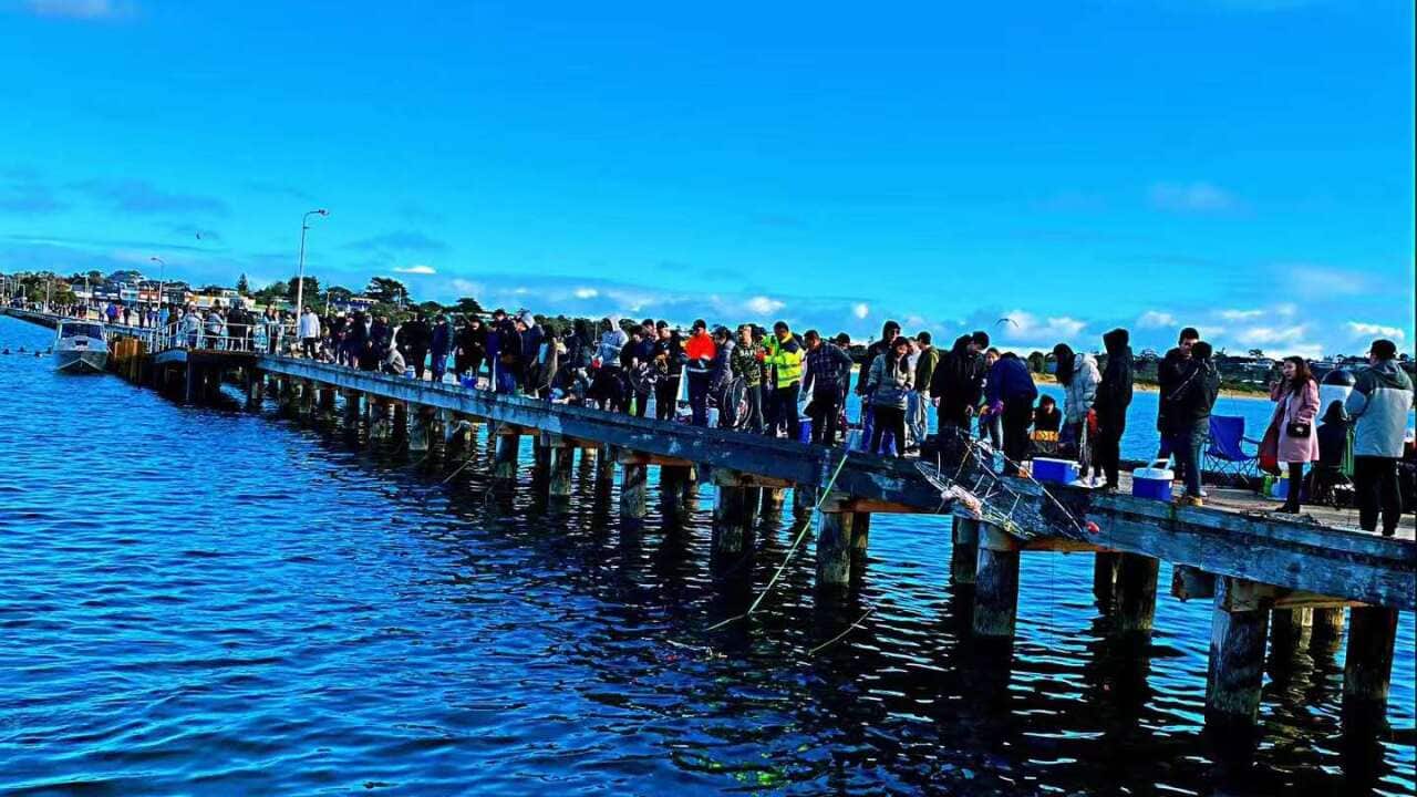 Crowd came for spider crab