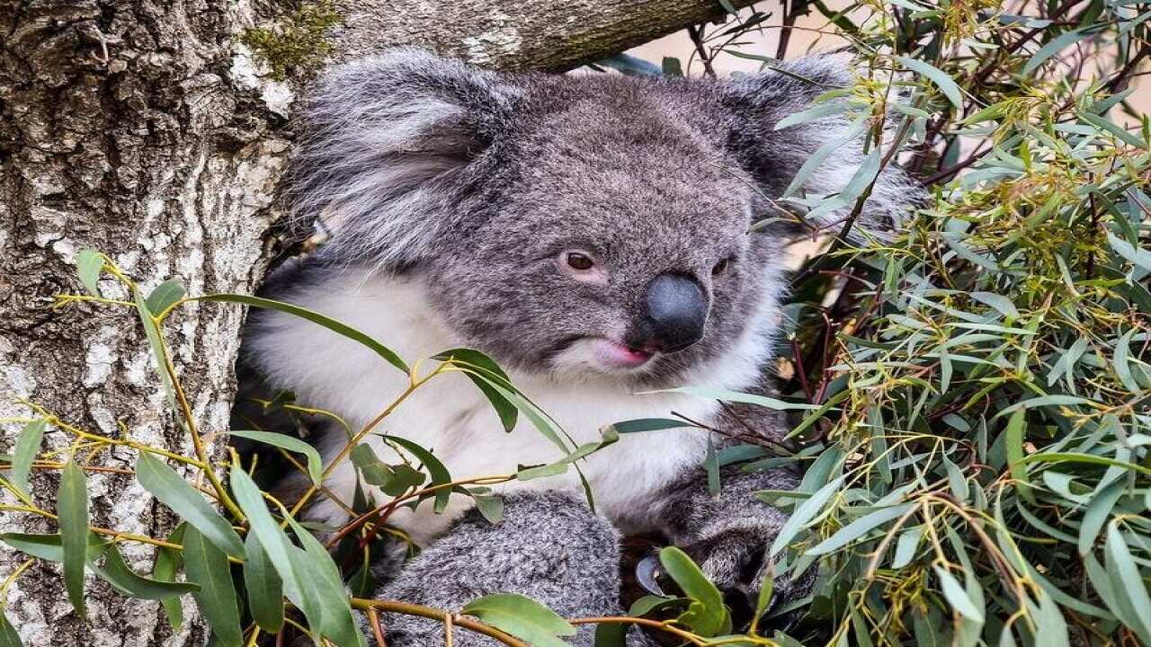 Koala stress