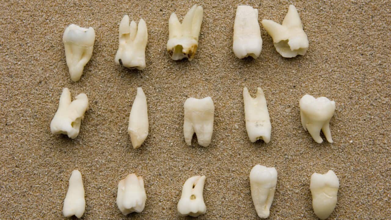 Human Teeth