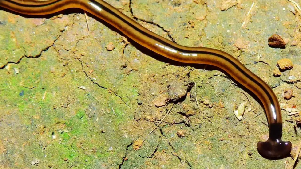Bipalium vagum - a hammerhead flatworm identified by one of the study's contributors in French Guiana Sébastien Sant