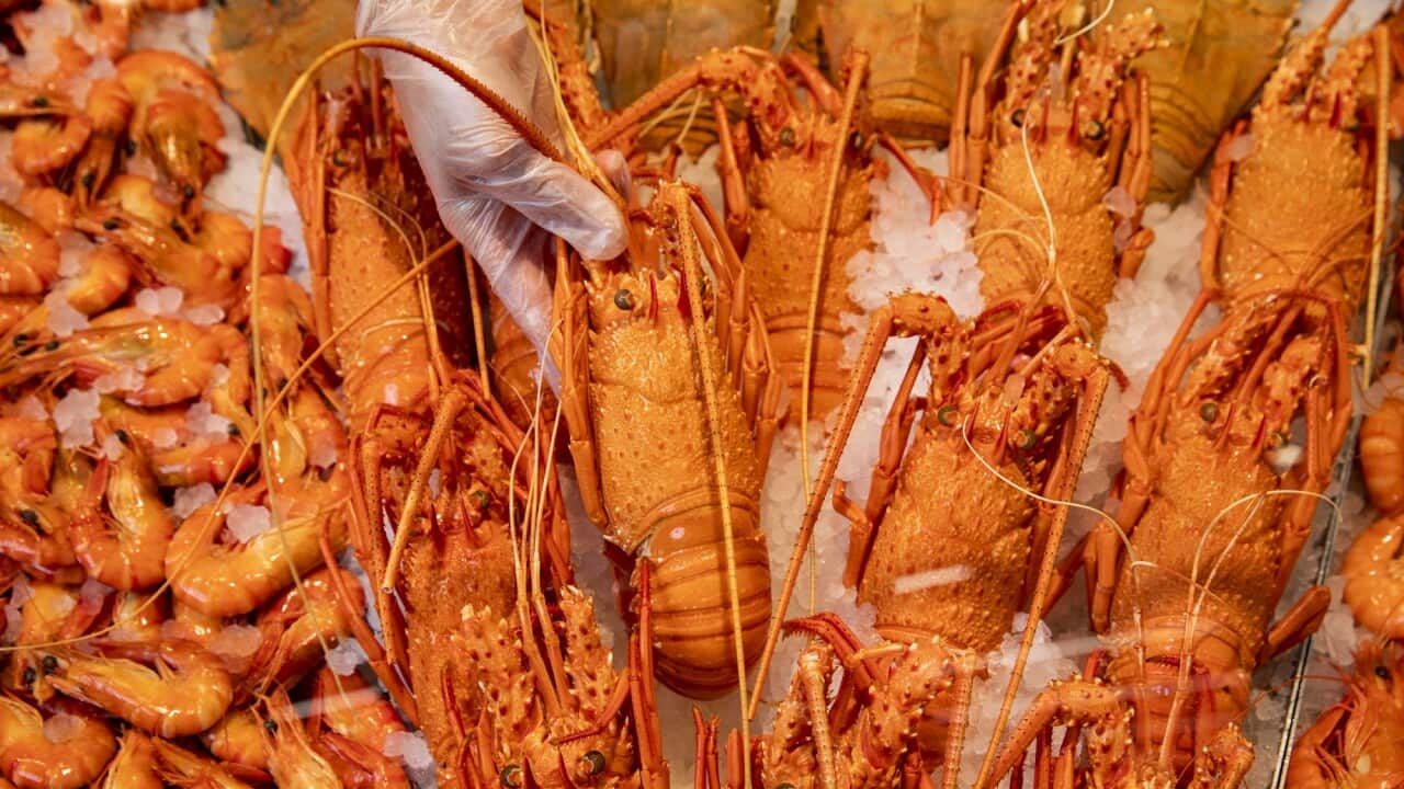 Woolworths. Western Australia Rock Lobsters available for Christmas. 9th December 2020. Photograph Dallas Kilponen/Woolworths