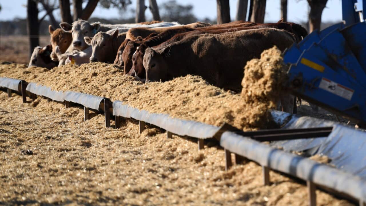 Cattle at a feedlot on a Queensland farm which has been in drought for six years
