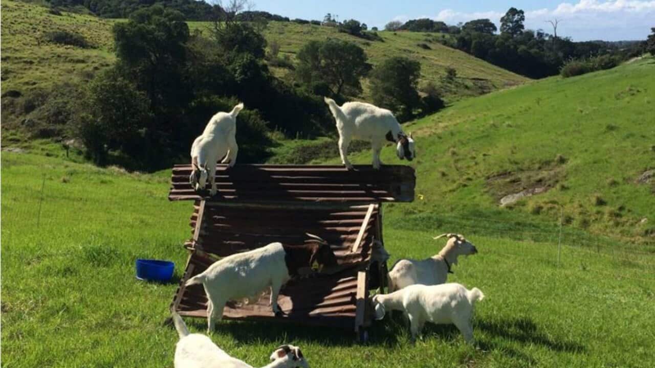 River Cottage Australia goats