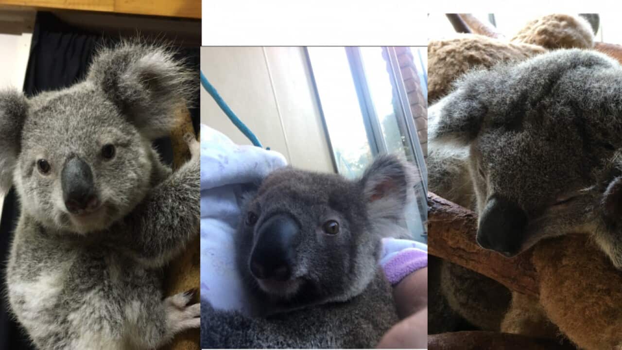 three Koala joeys stolen from an address in Ormiston, Queensland.