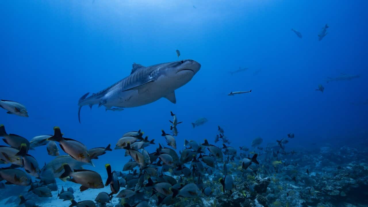 Tiger shark at La Vallée Blanche