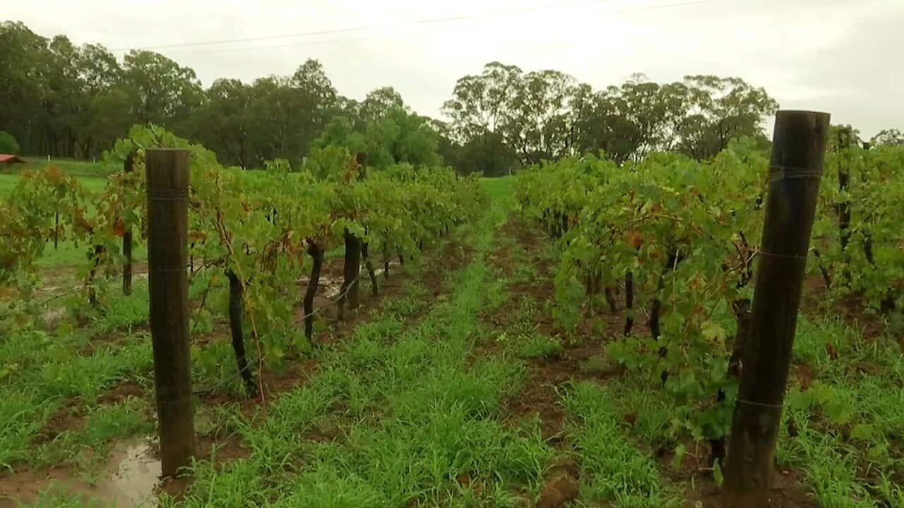 A vineyard in Australia's Hunter Valley