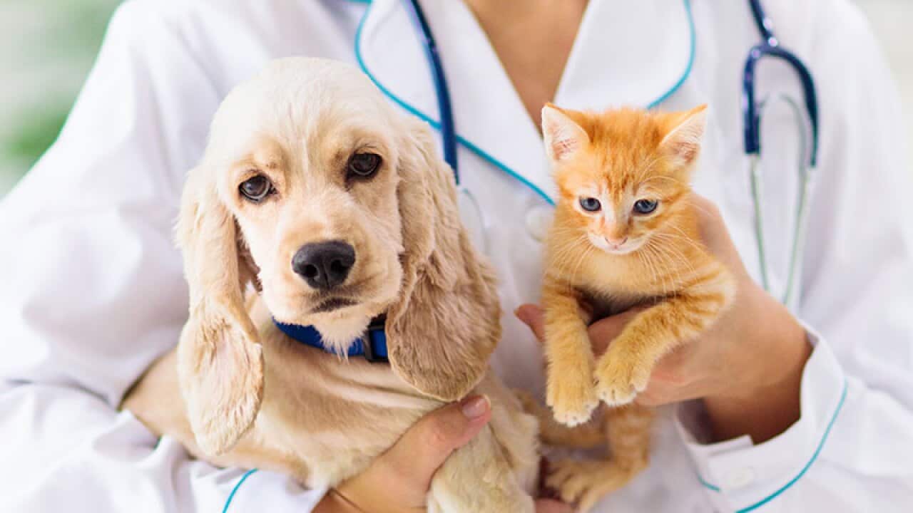dog_cat_veterinarian_800x500.jpg_vet.jpg