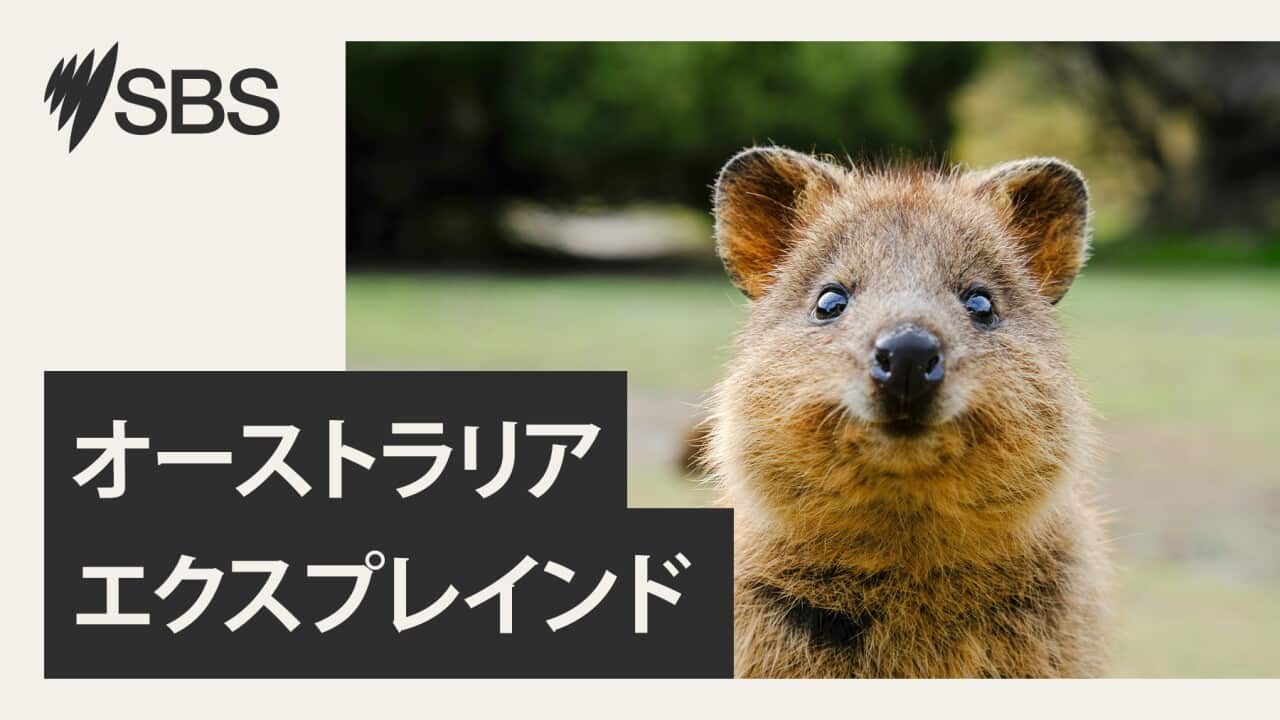 SBS Web Banner Japanese Aust Explained (LTR).jpg