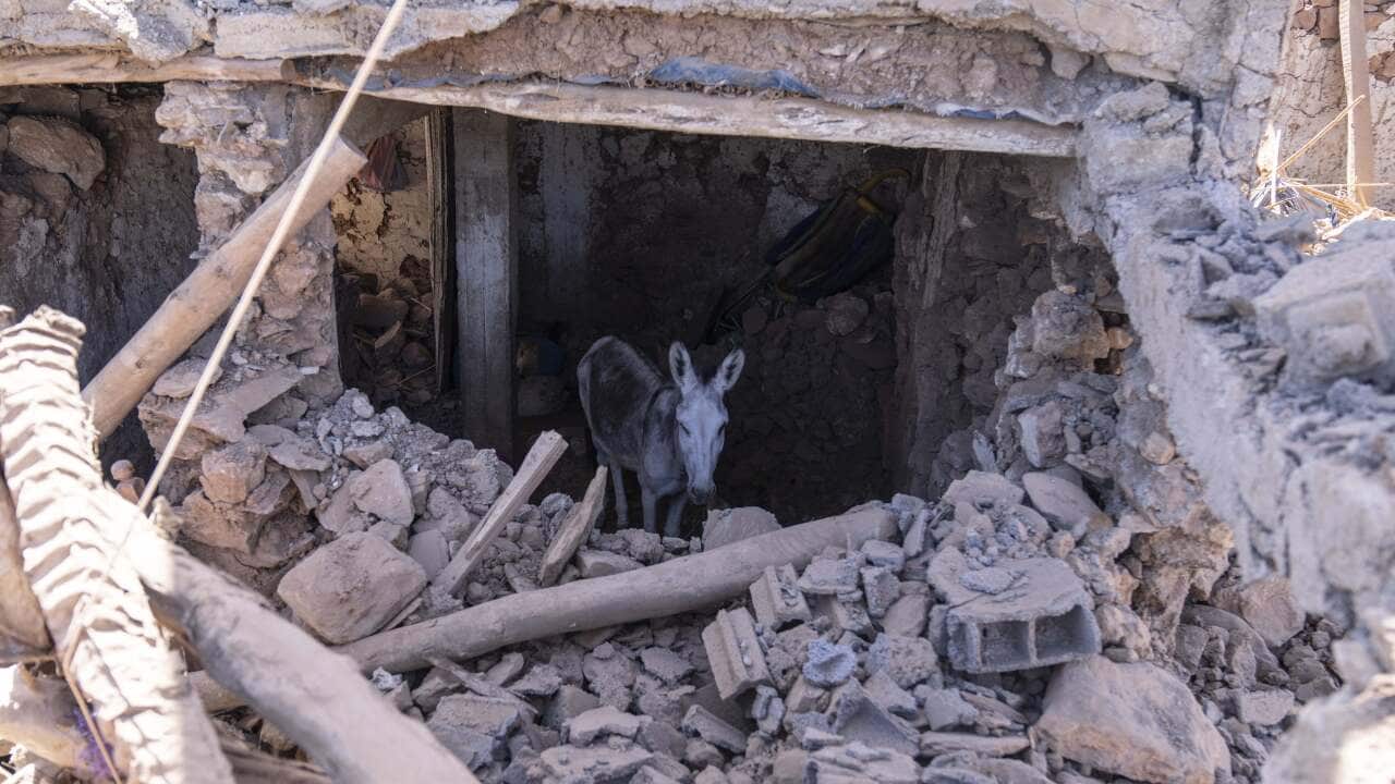 A donkey stands inside a building damaged by the earthquake.
