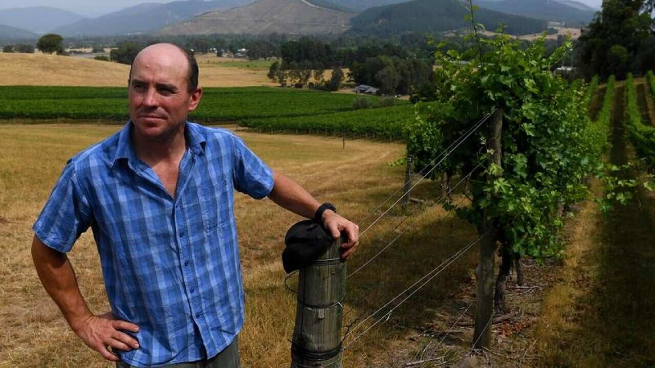 Mark Holm co-owner of Ringer Reef Winery in Porepunkah.