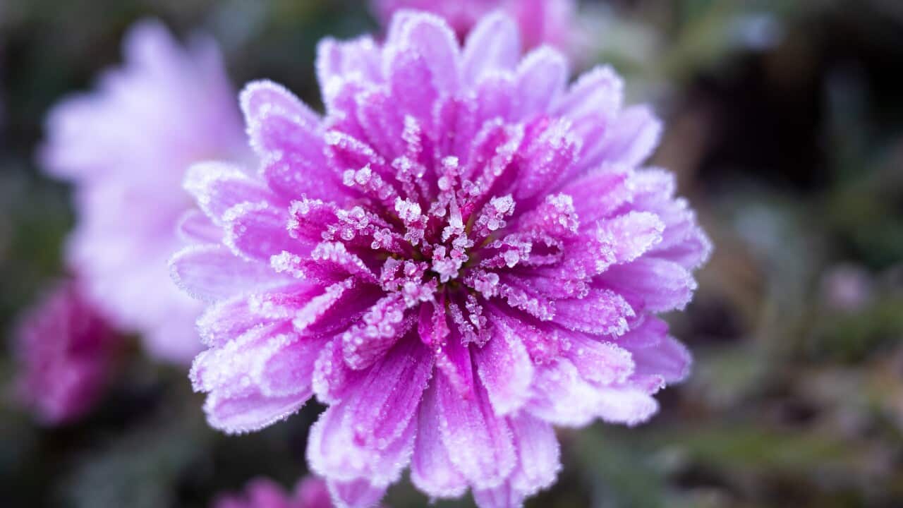 COLD WEATHER CANBERRA