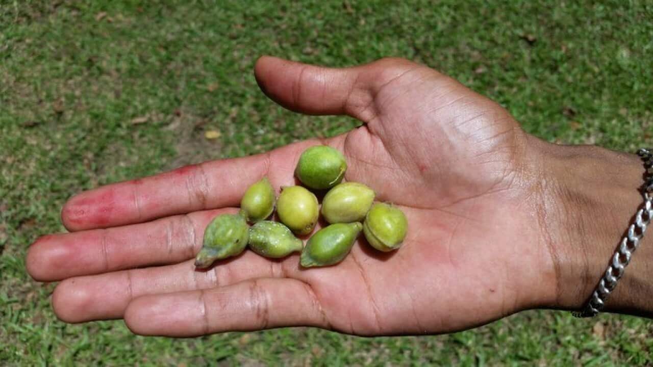 Wild Orchid Kakadu Plum