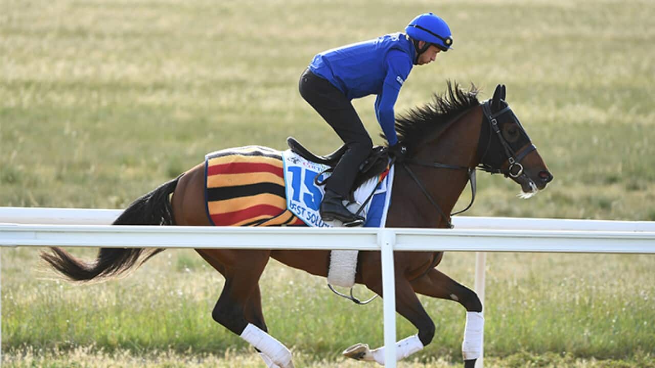 Best Solution is seen during trackwork at Werribee Racecourse