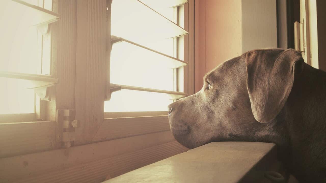 Adopting Pets Australia