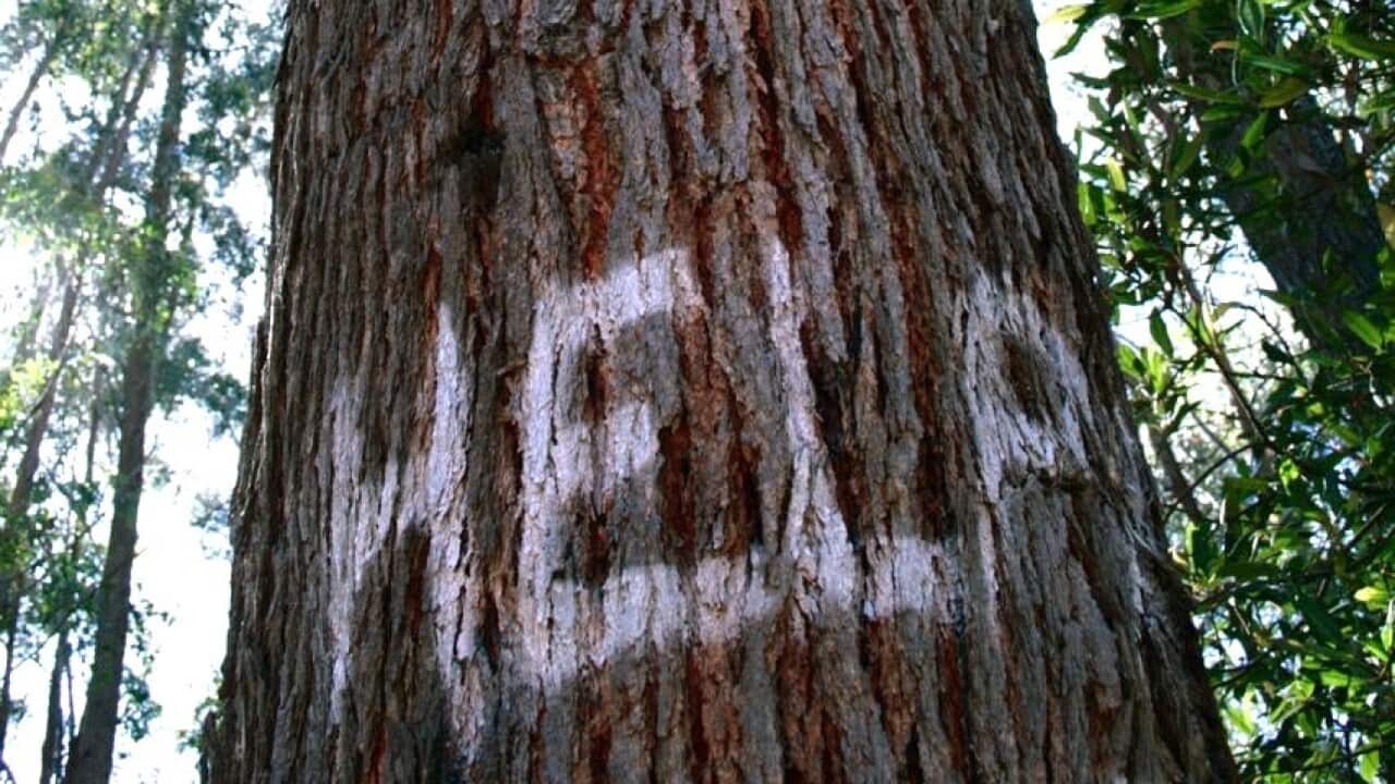 MUMBULLA FOREST PROTEST NSW