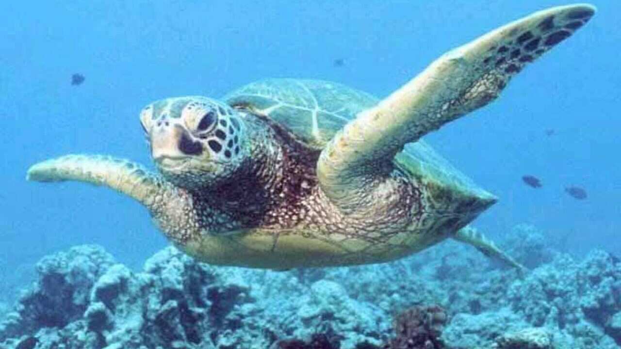 Undated handout of a Green turtle swimming on a coral reef.
