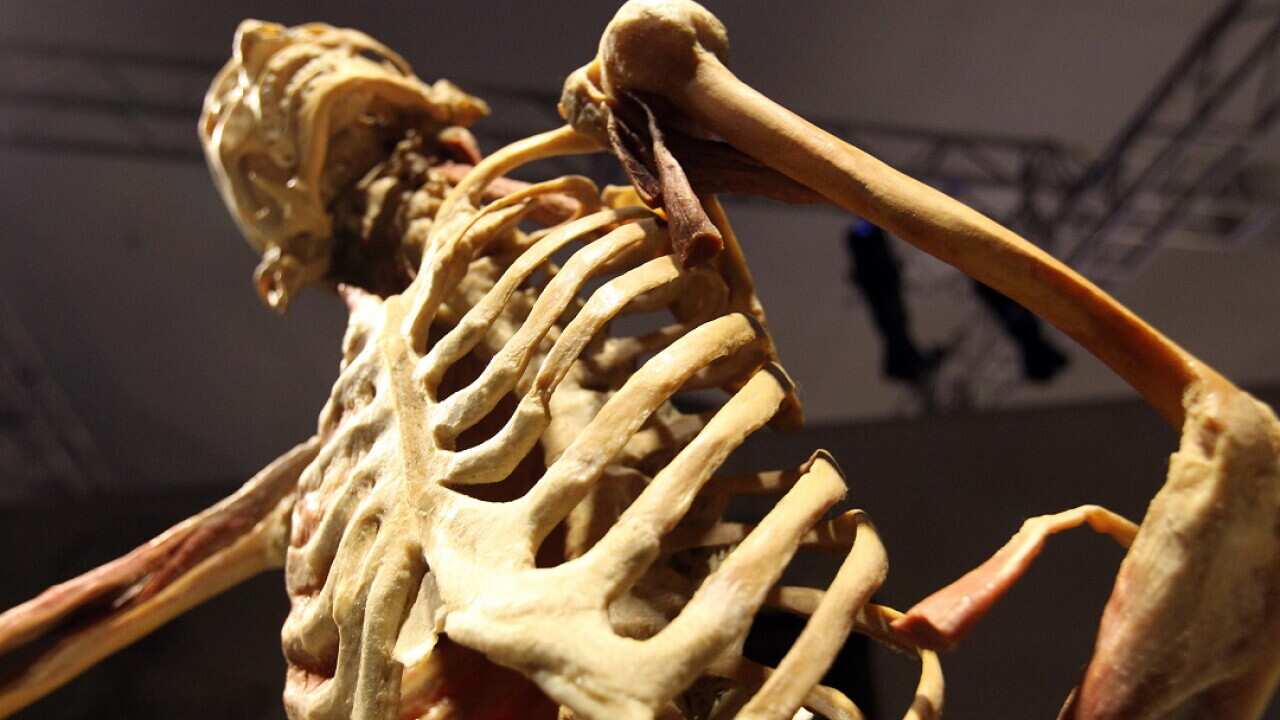 A human skeleton at the Real Bodies exhibition.