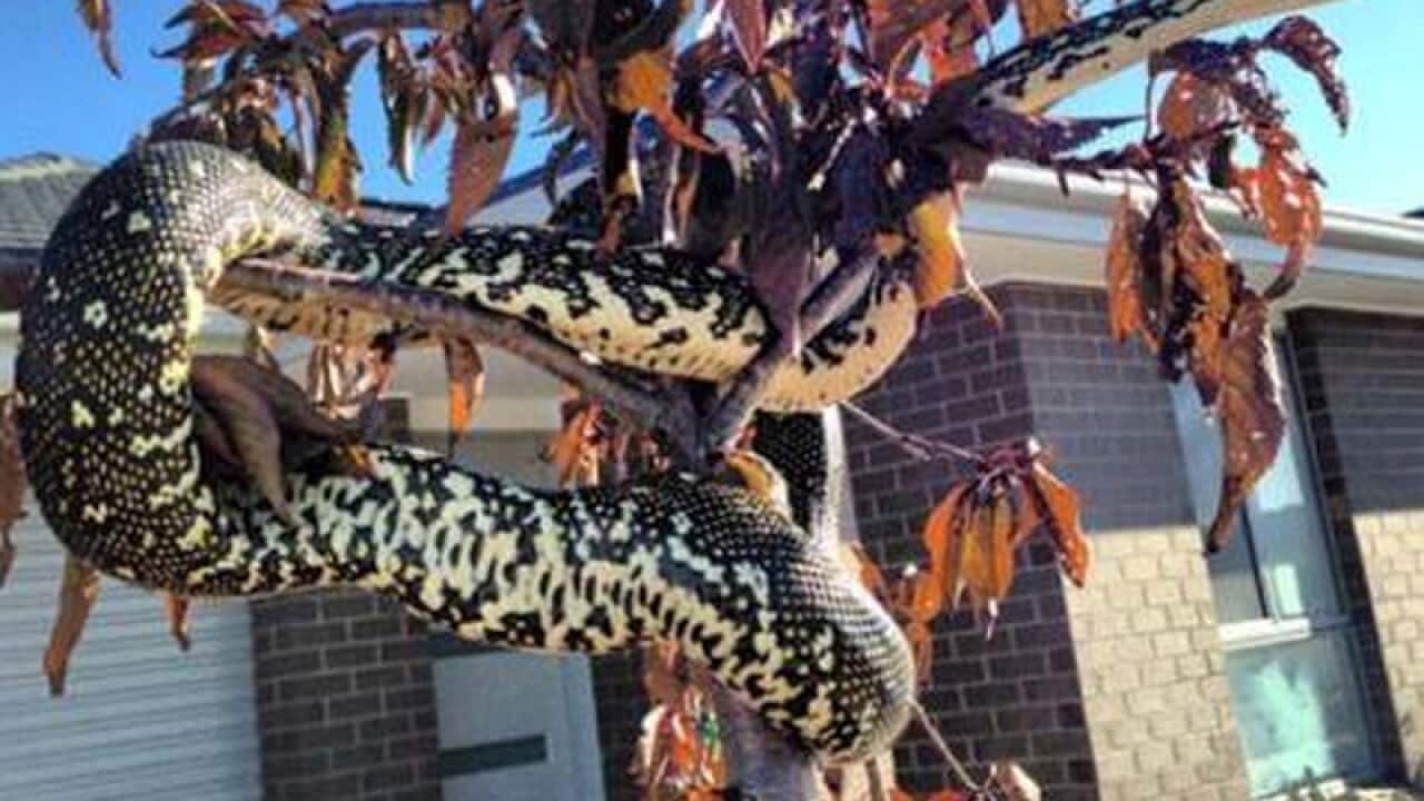 Supplied image of missing python