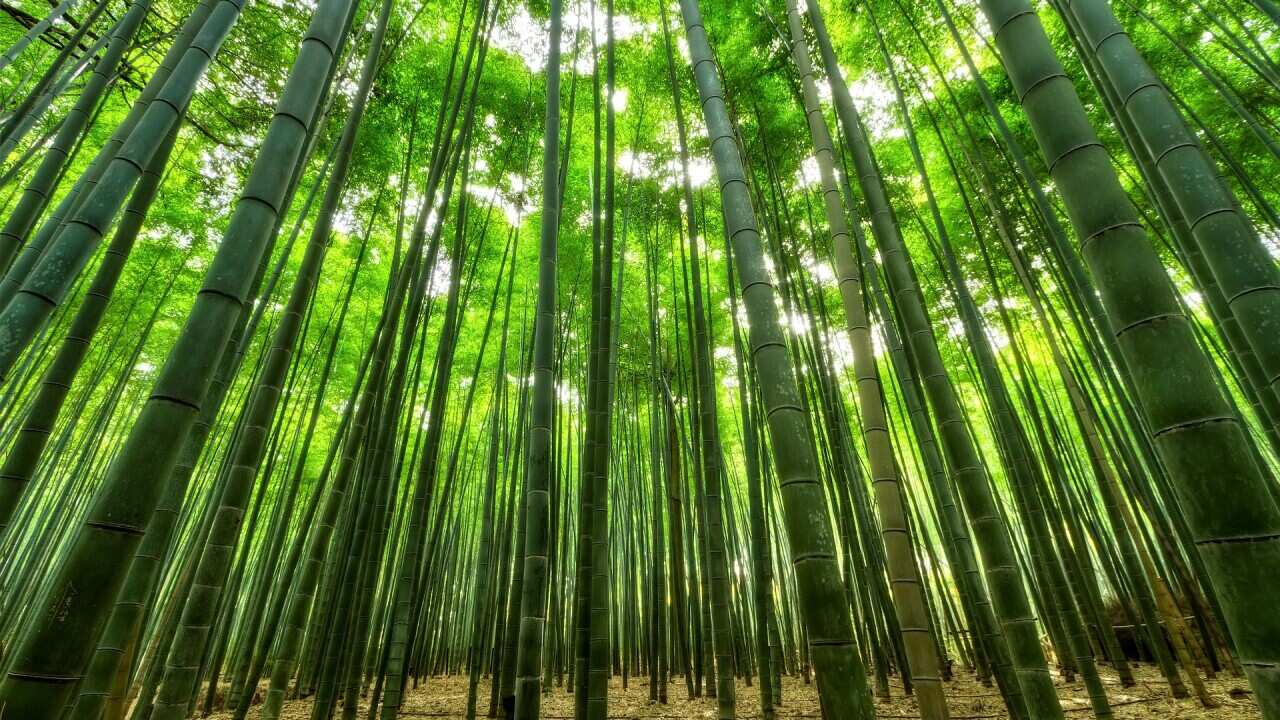 Bamboo is a renewable and versatile crop