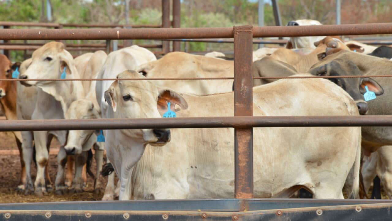 Cattle in an export yard in Darwin