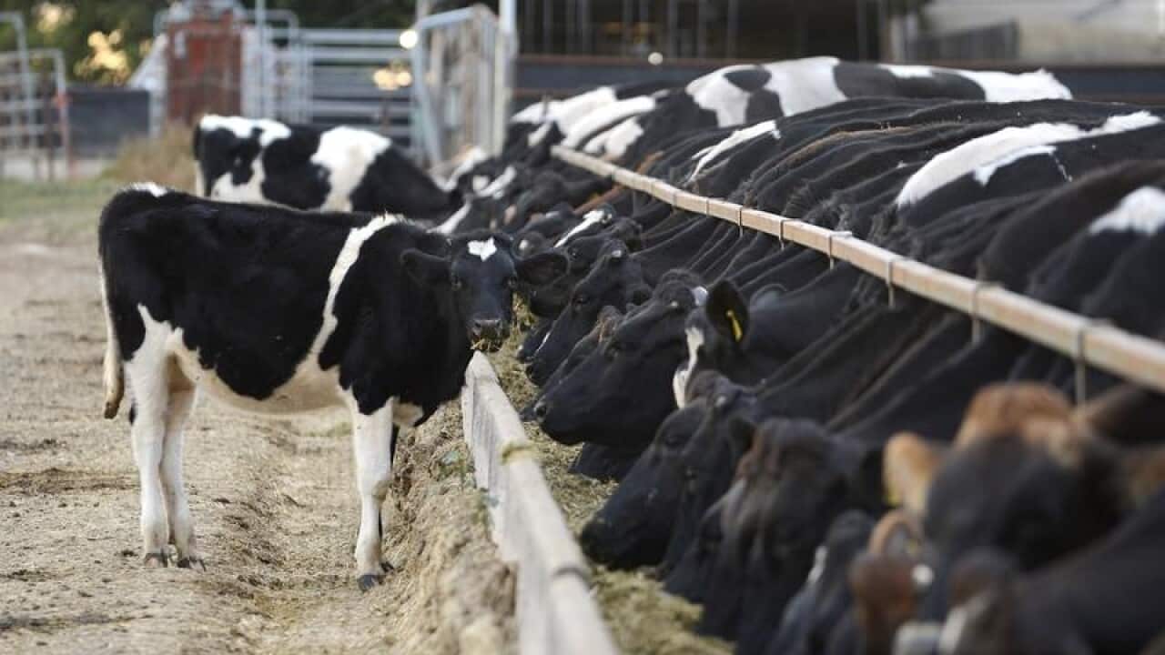 Cows eat out of a trough at a dairy farm.