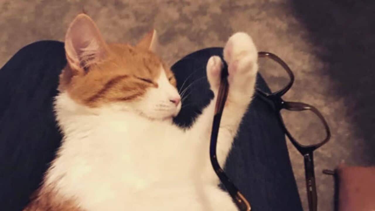 Jacinda Ardern's cat Paddles.