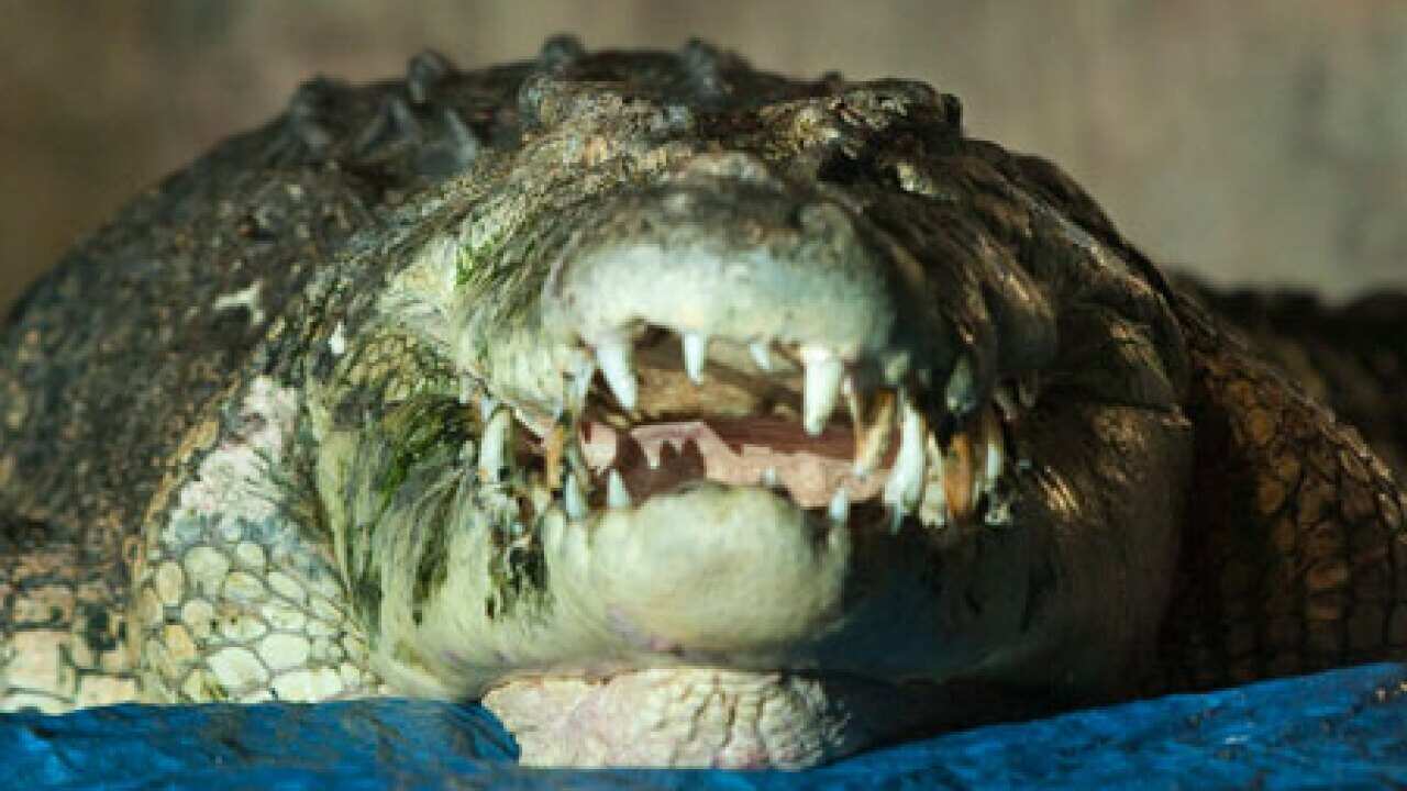 crocodile_100819_L_aap_1733270720