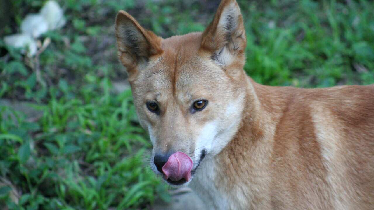 Dingo