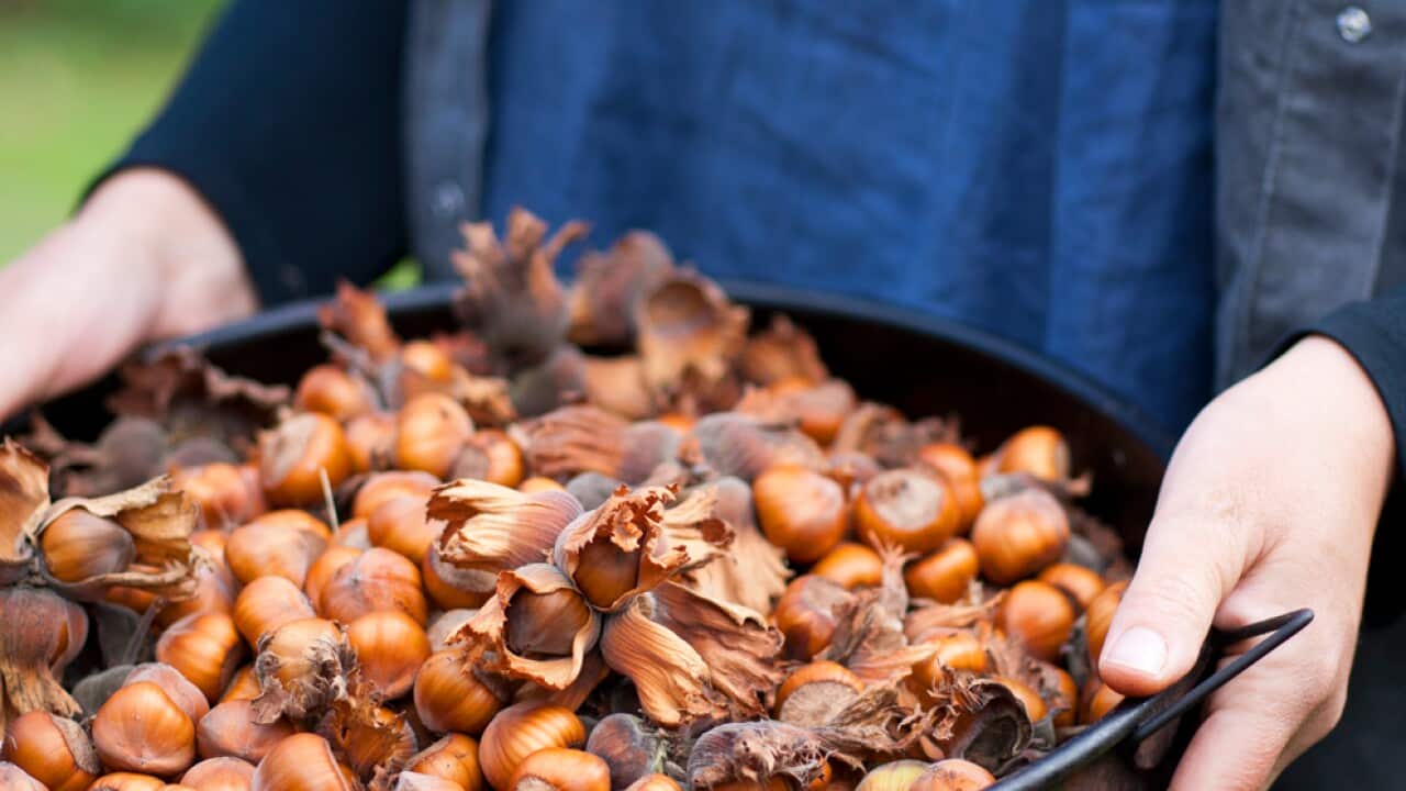 Hazelnuts