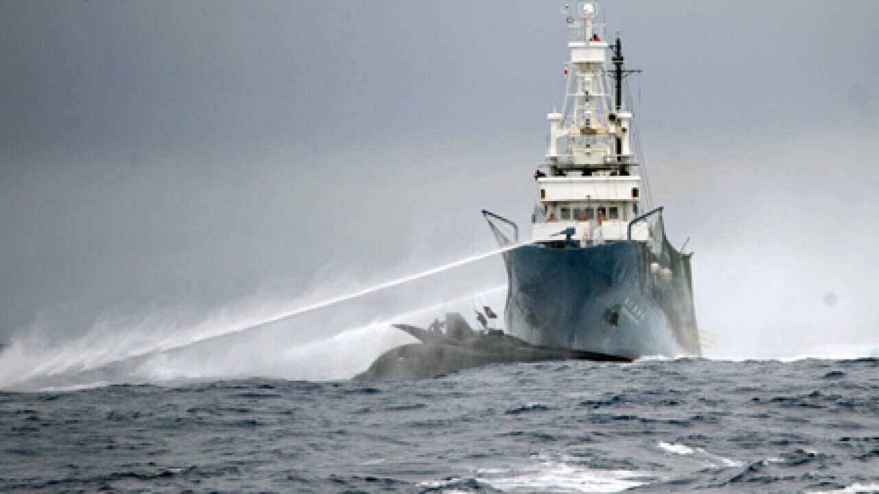whaling_clash_100107_aap_1168058617