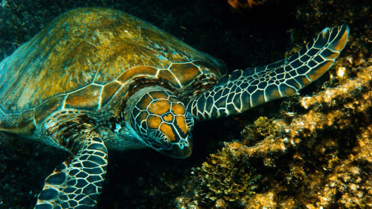 Great Barrier Reef