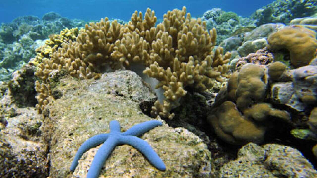 ocean_coral_1405_B_getty_595925451