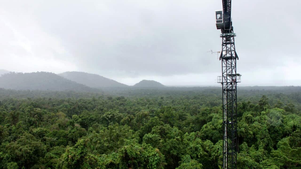 A canopy crane stands above the Daintree rainforest near Cape Tribulation.