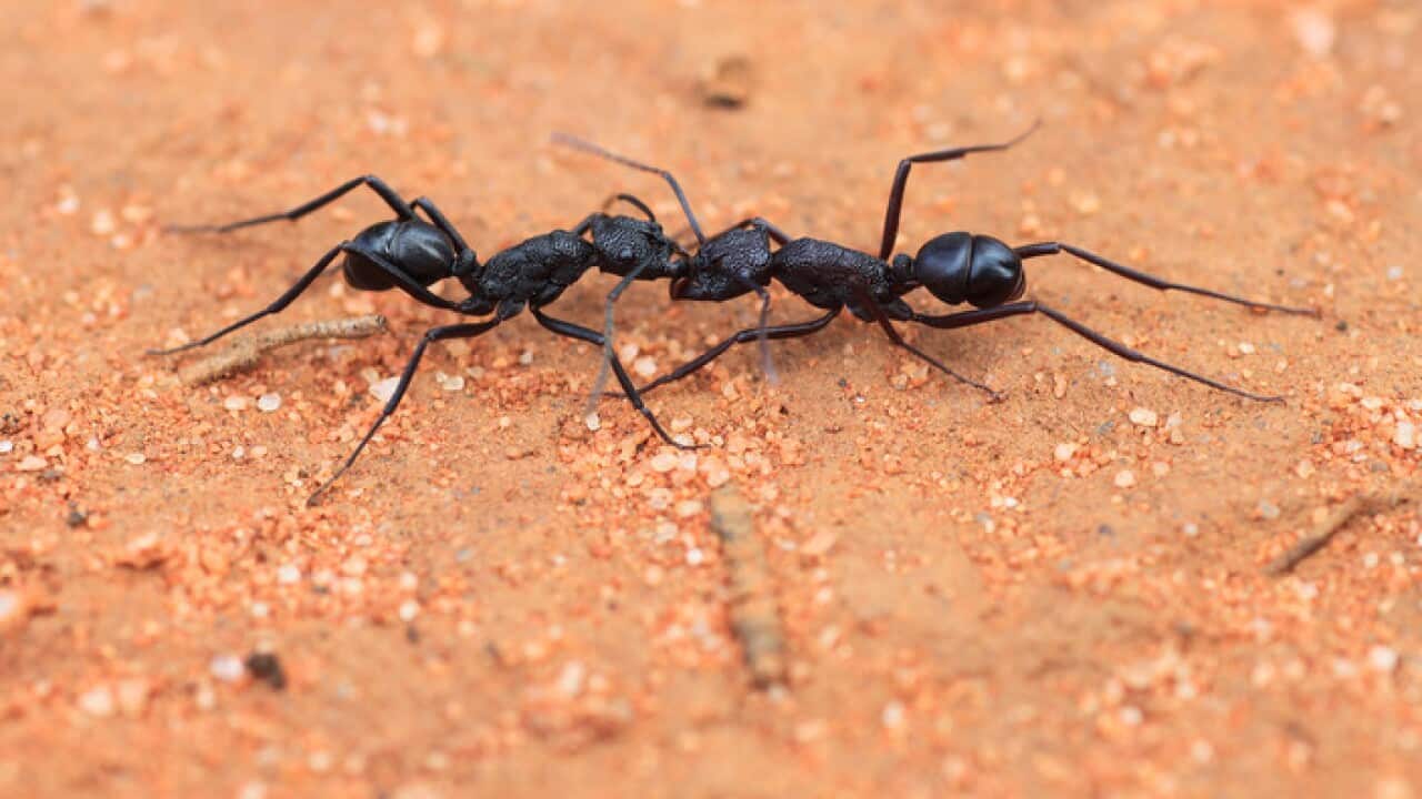 Rhytidoponera mayri worker ants
