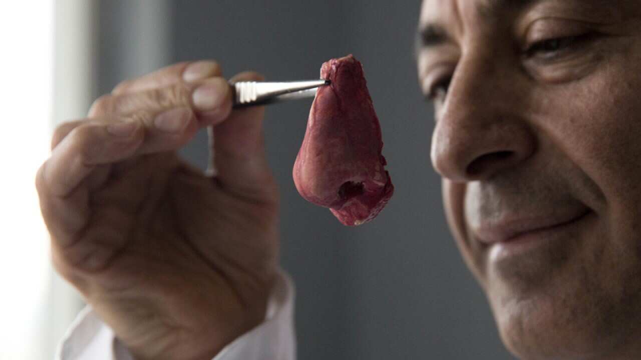 A synthetic polymer nose at his research facility.