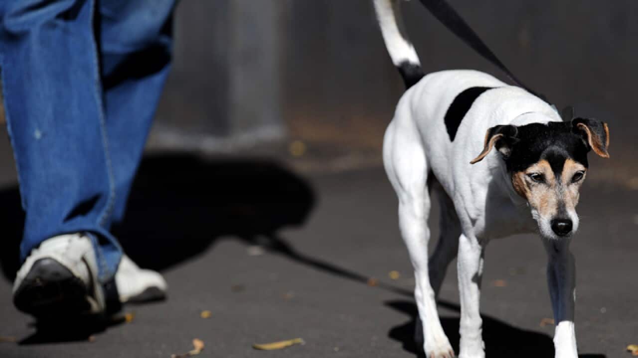 File photo of a man walking a dog