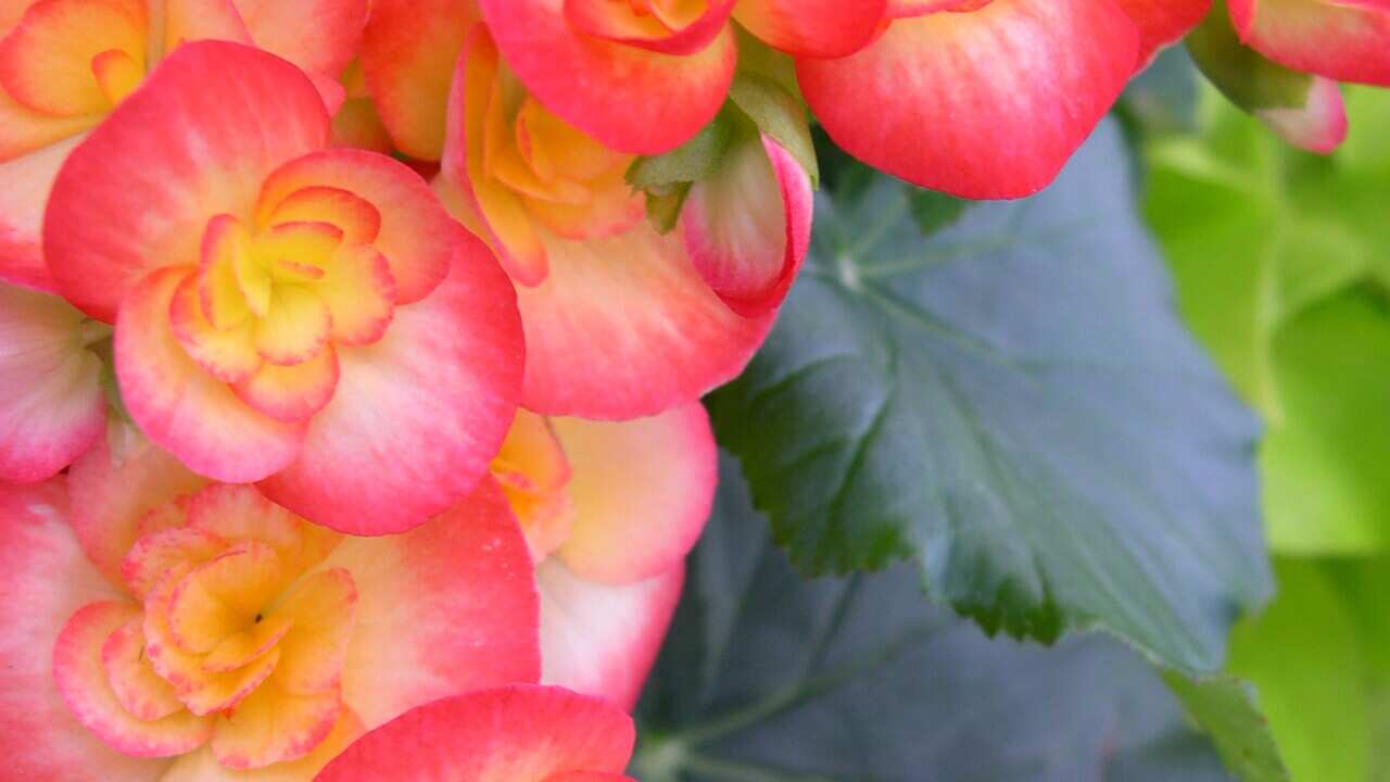 Begonia