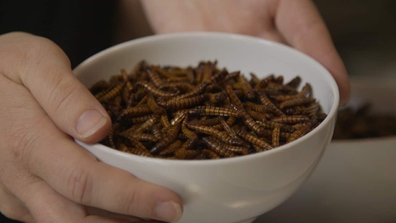 Edible insects like these mealworms are rich in protein and essential fatty acids.