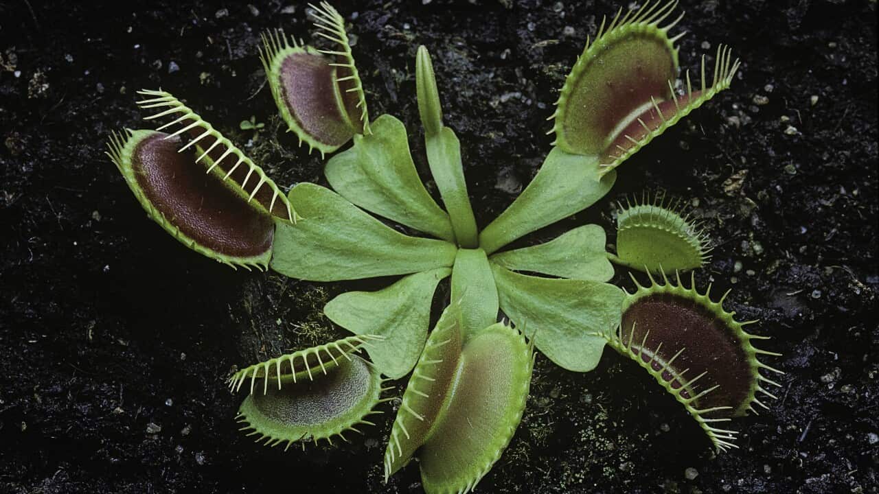 Dionaea muscipula (Venus flytrap)