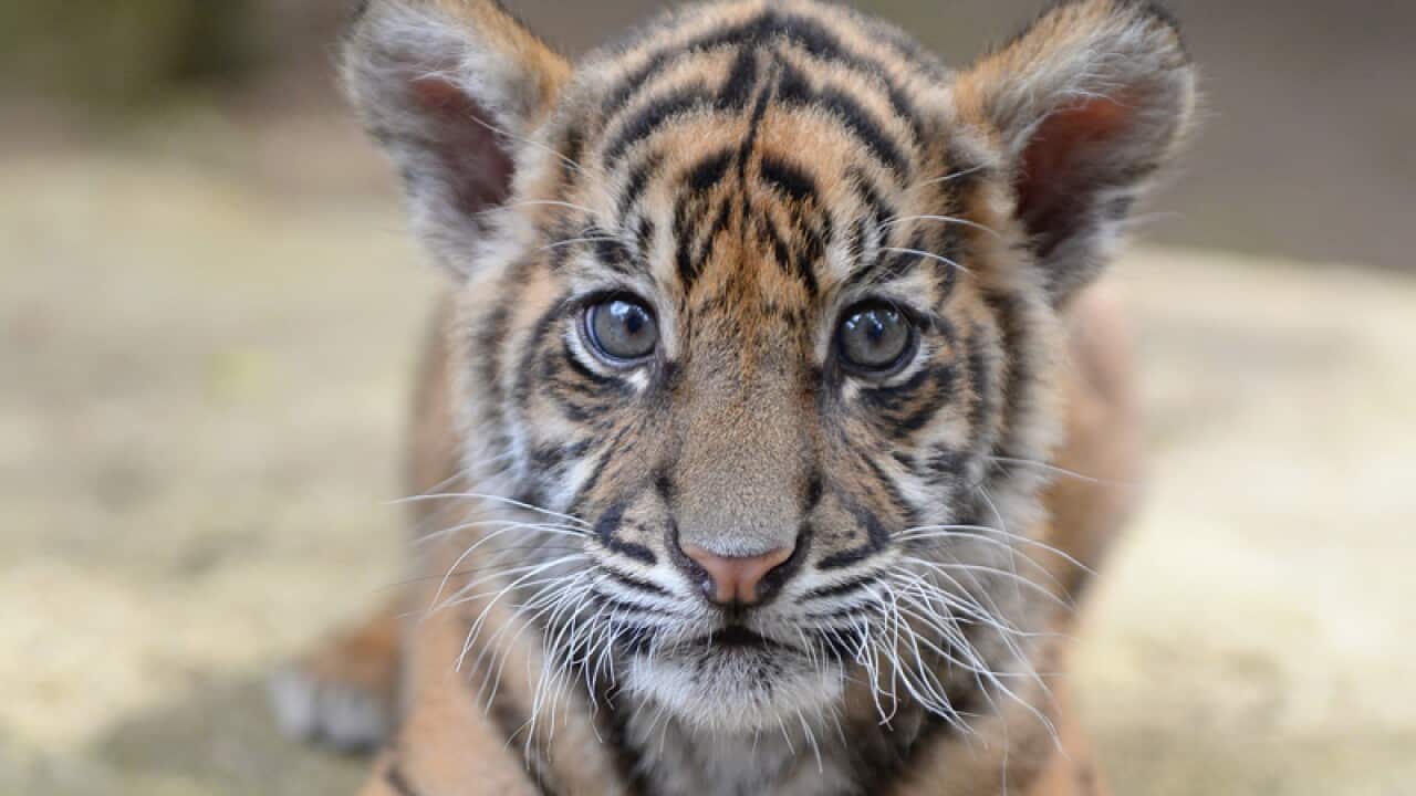 Delilah, one of the two recent Australia Zoo tiger cubs