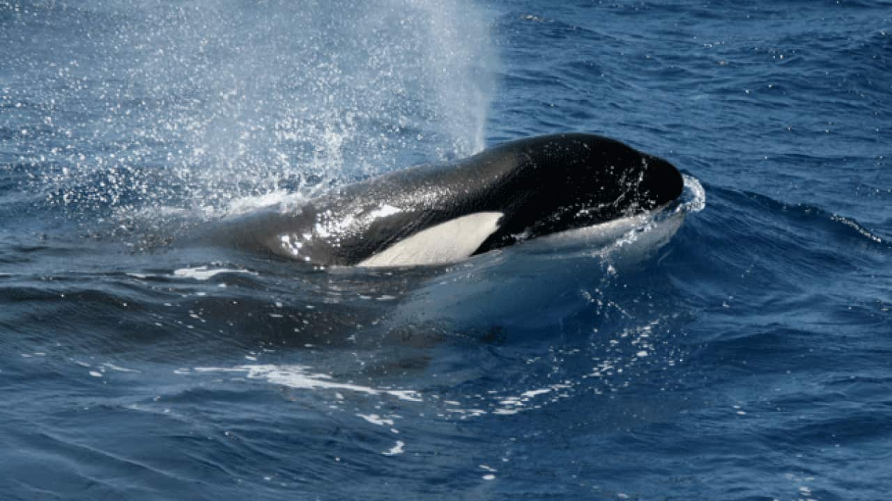 killer_whale_orca_L_111026_aap_50361378
