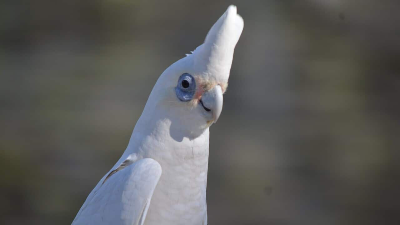Clever cockatoos