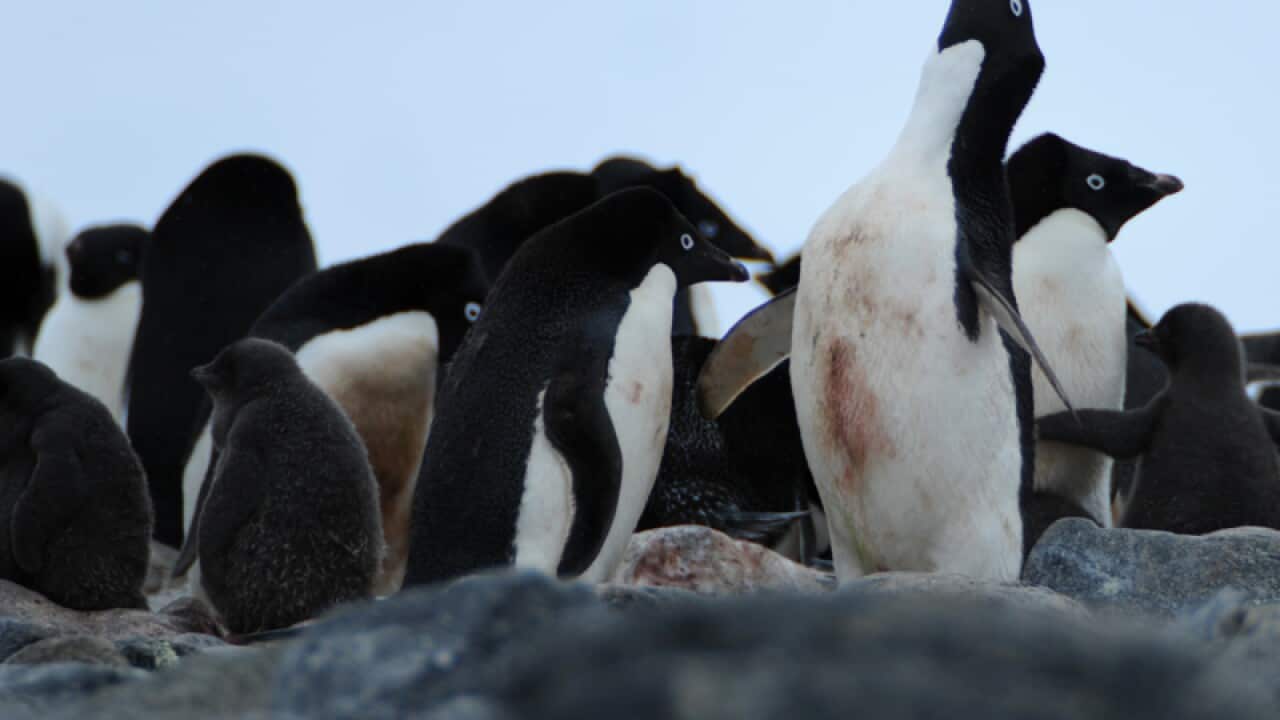 Antarctic penguins climate change winners
